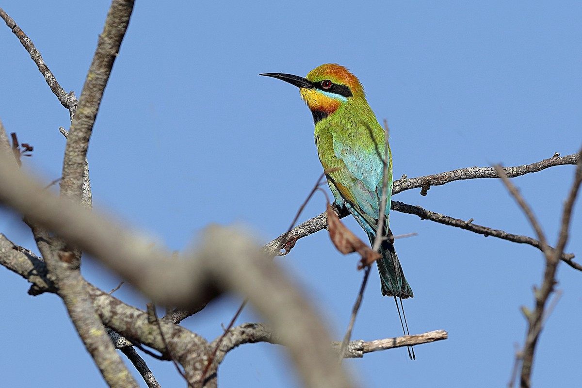 Rainbow Bee-eater - Holger Teichmann