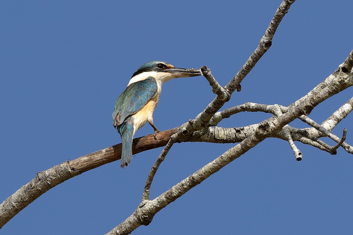 Sacred Kingfisher (Australasian) - Holger Teichmann