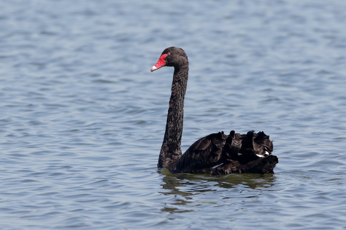 Black Swan - Holger Teichmann
