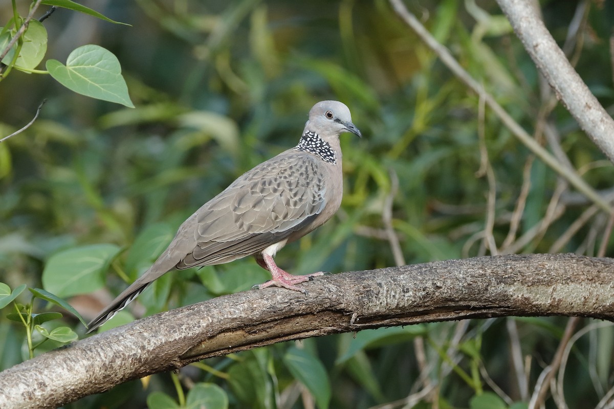 Spotted Dove (Eastern) - ML204277521