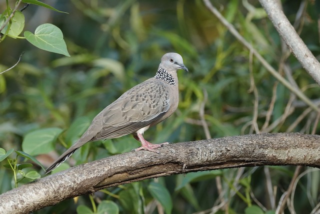 Spotted Dove (Eastern)
