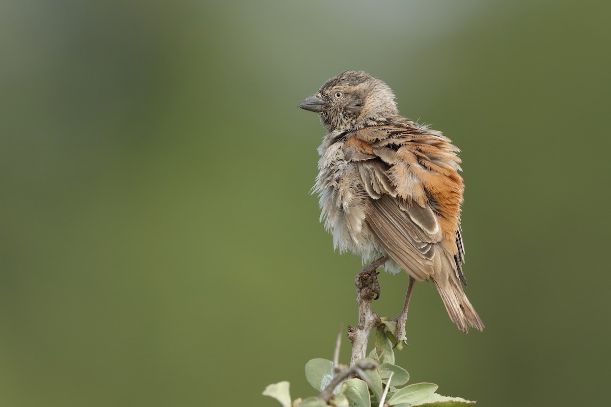 Kenya Rufous Sparrow - Holger Teichmann