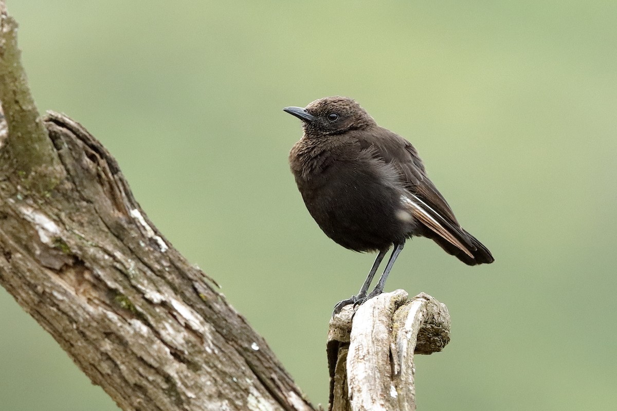 Northern Anteater-Chat - ML204277691