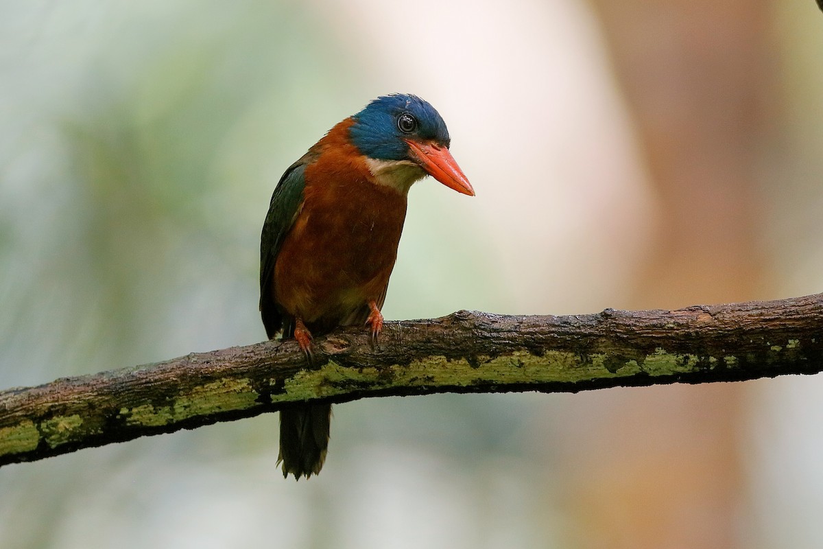 Green-backed Kingfisher (Blue-headed) - ML204278141