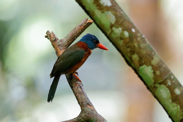 Green-backed Kingfisher (Blue-headed)