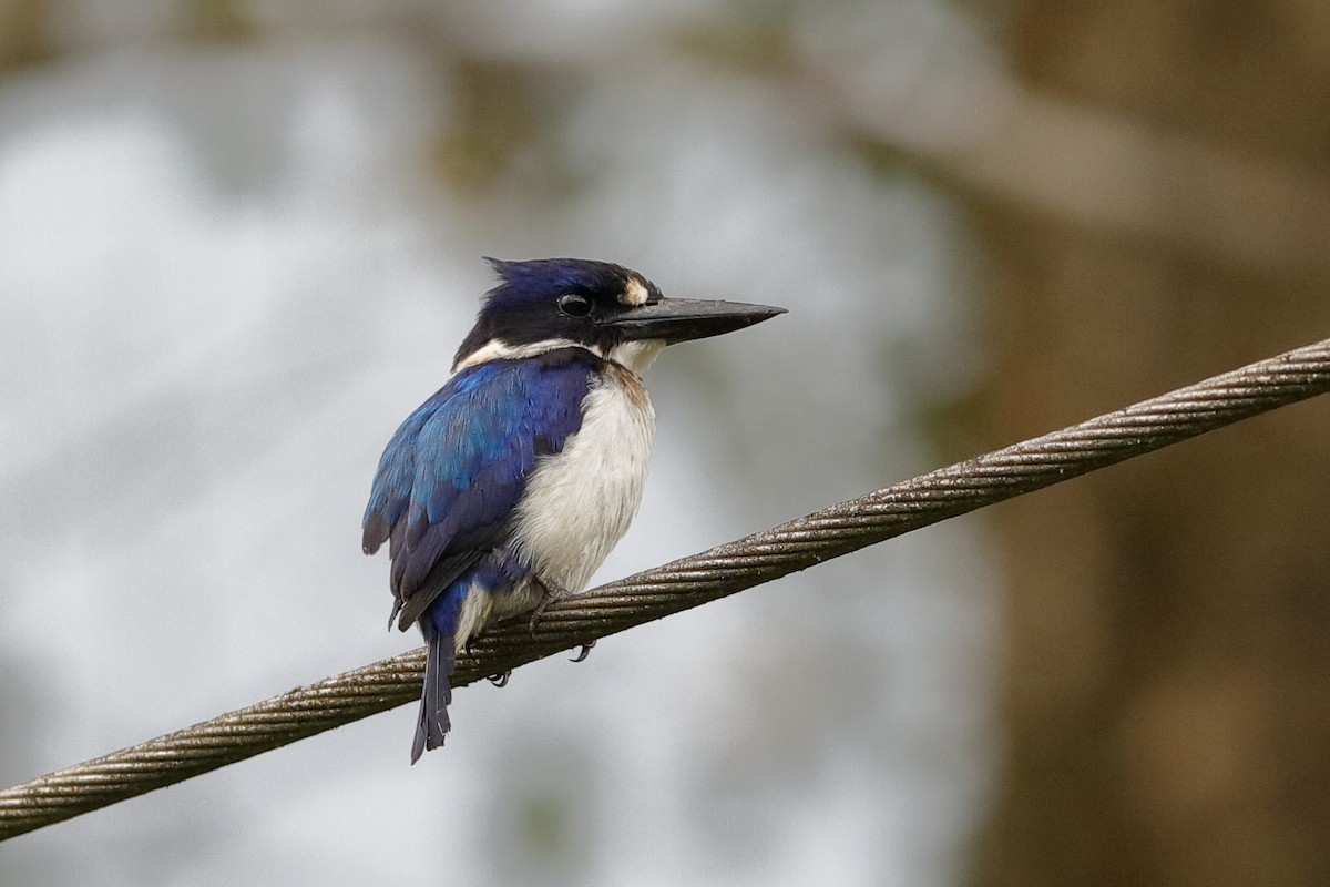 Blue-and-white Kingfisher - ML204278341
