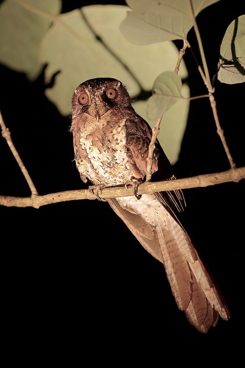 Moluccan Owlet-nightjar - ML204278431