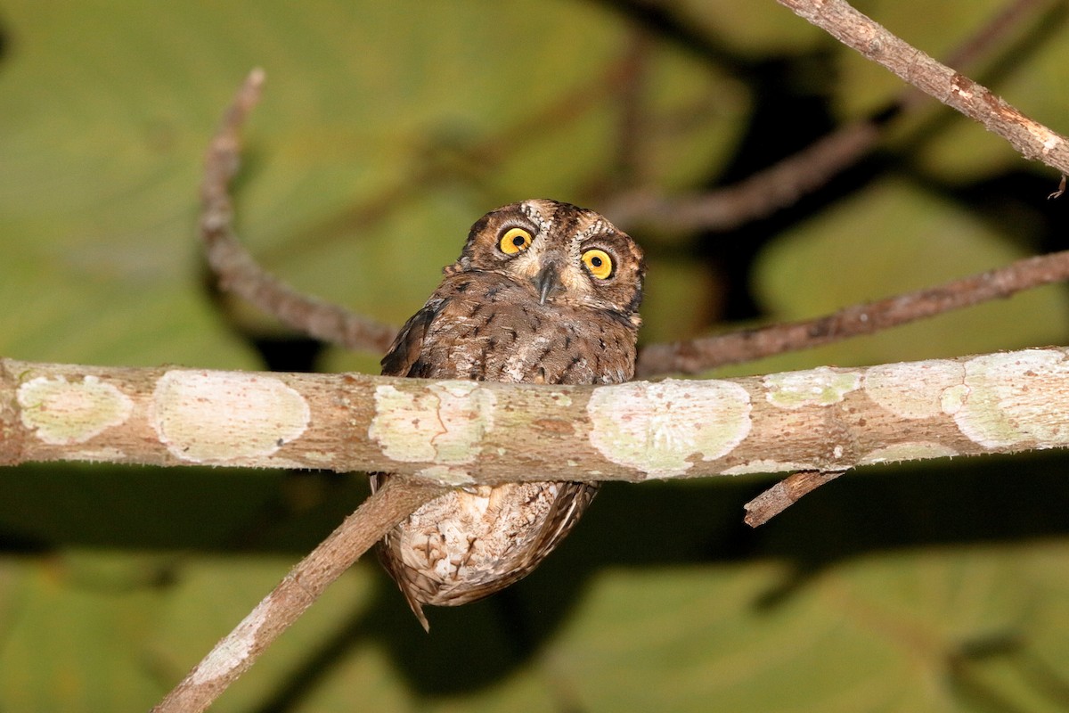 Moluccan Scops-Owl (Moluccan) - ML204278551