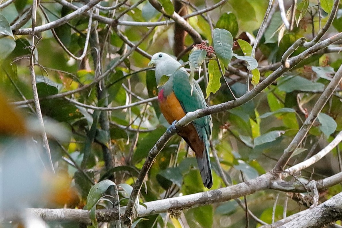 Scarlet-breasted Fruit-Dove - ML204278561