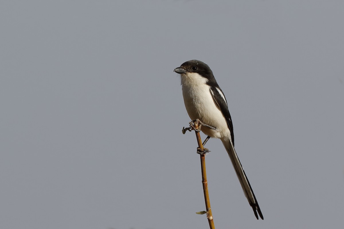 Northern Fiscal - ML204279081