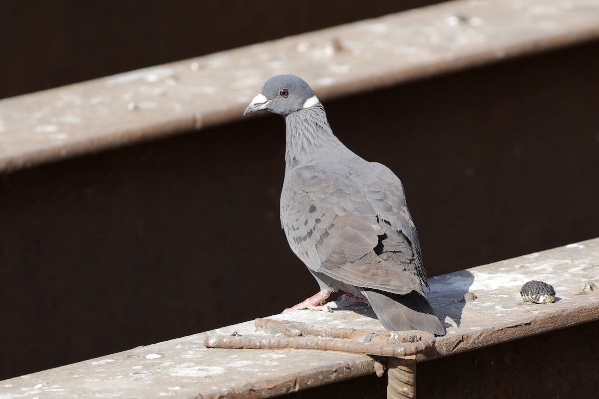 White-collared Pigeon - ML204279141