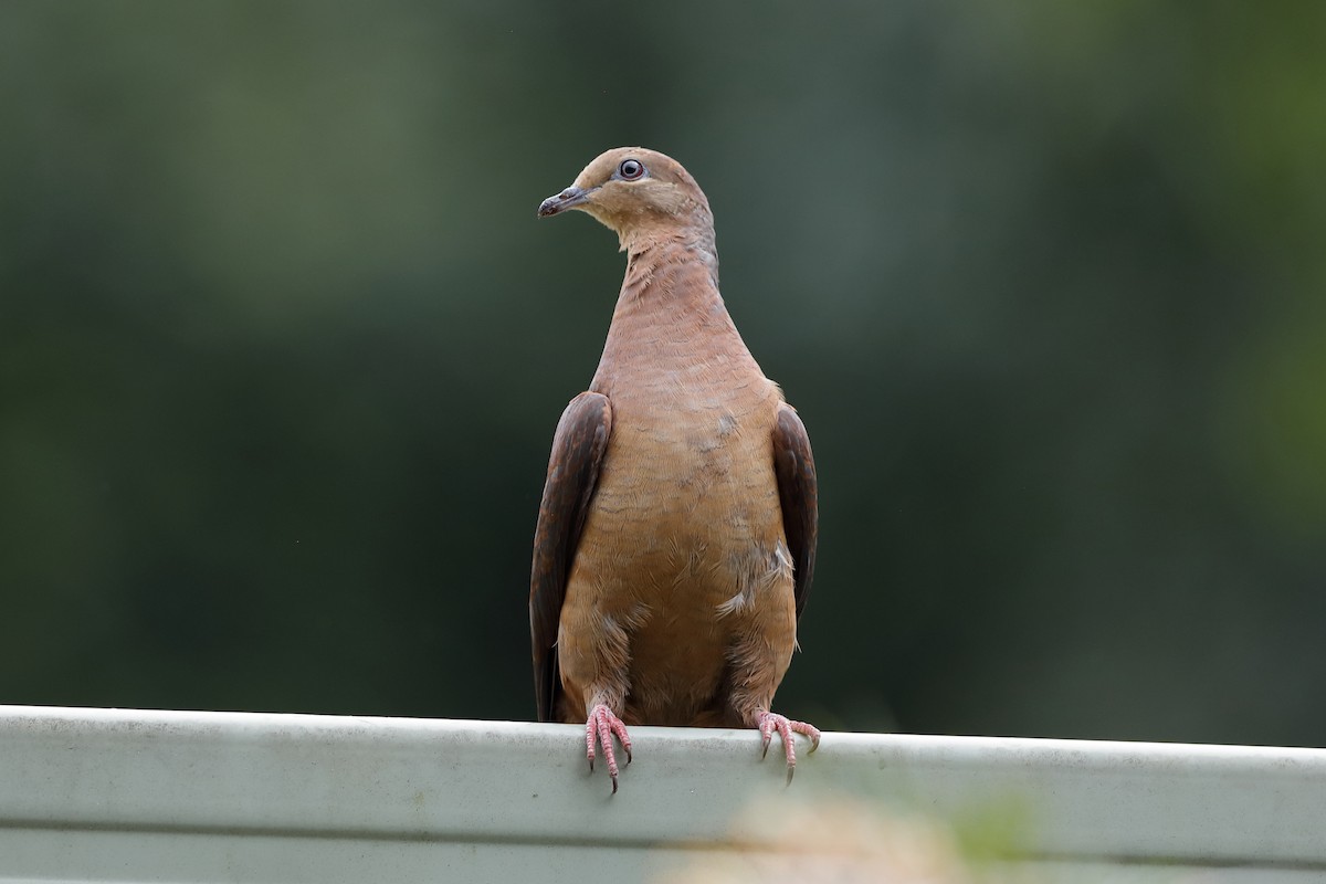 Brown Cuckoo-Dove - Holger Teichmann