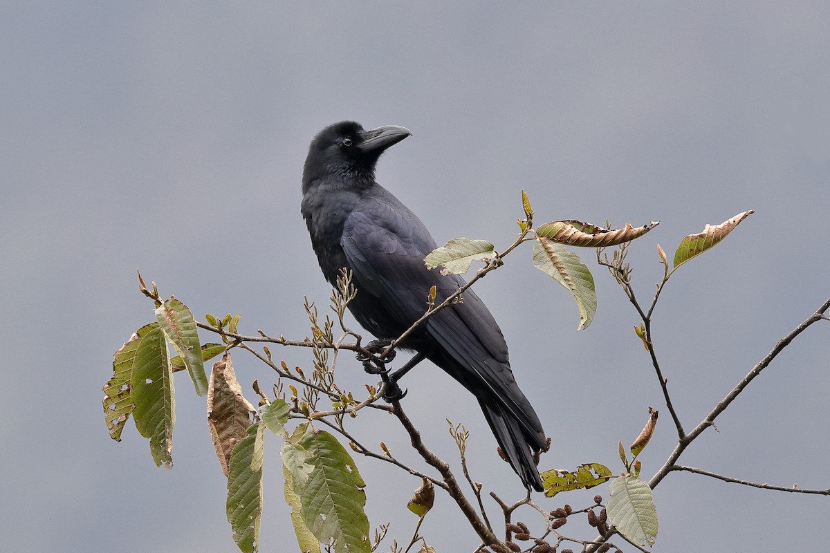 Large-billed Crow - Holger Teichmann