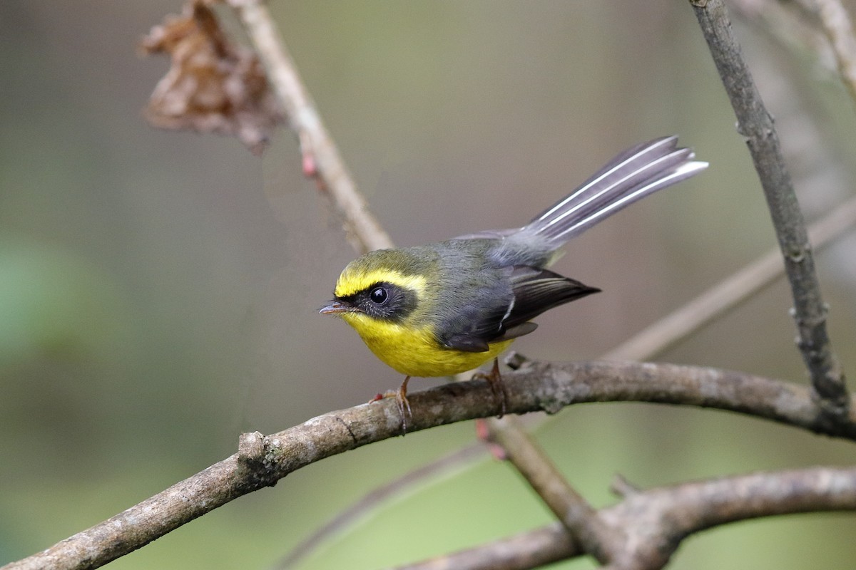 Yellow-bellied Fairy-Fantail - ML204280101