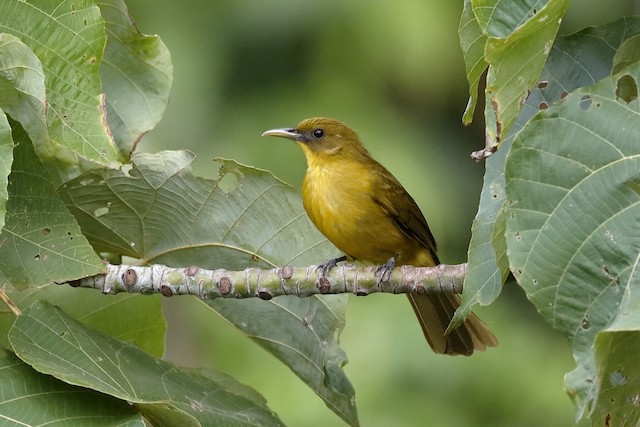 Halmahera Golden-Bulbul - eBird