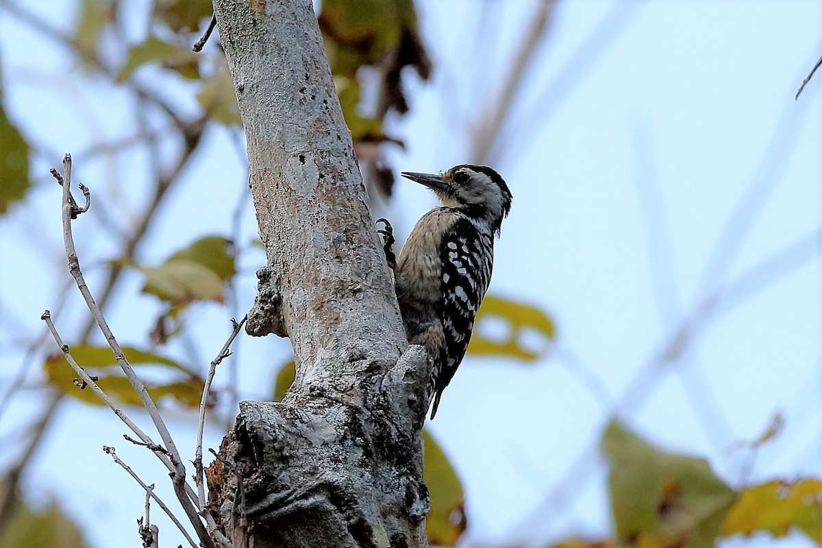 Freckle-breasted Woodpecker - ML204280661
