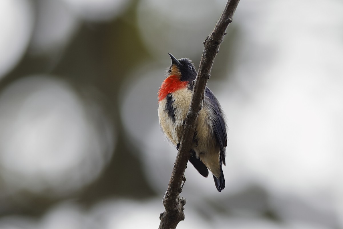 Blood-breasted Flowerpecker (Blood-breasted) - Holger Teichmann