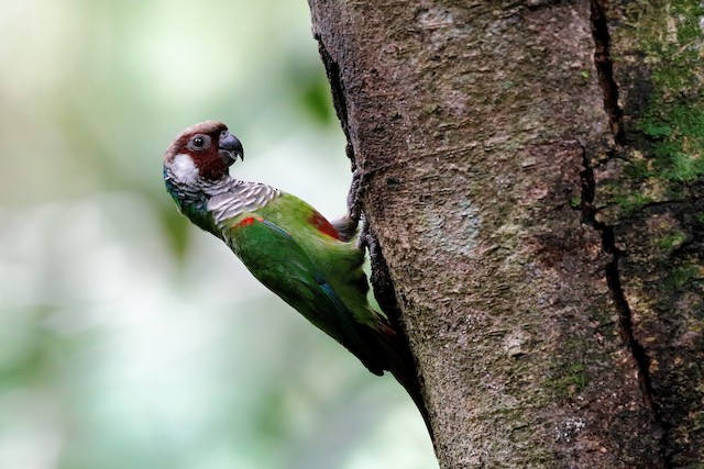 ハイムネウロコインコ Ebird