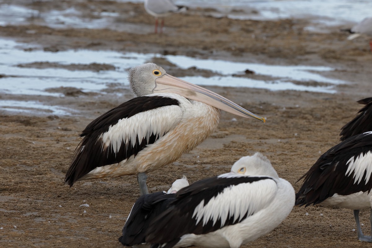 pelikán australský - ML204281351