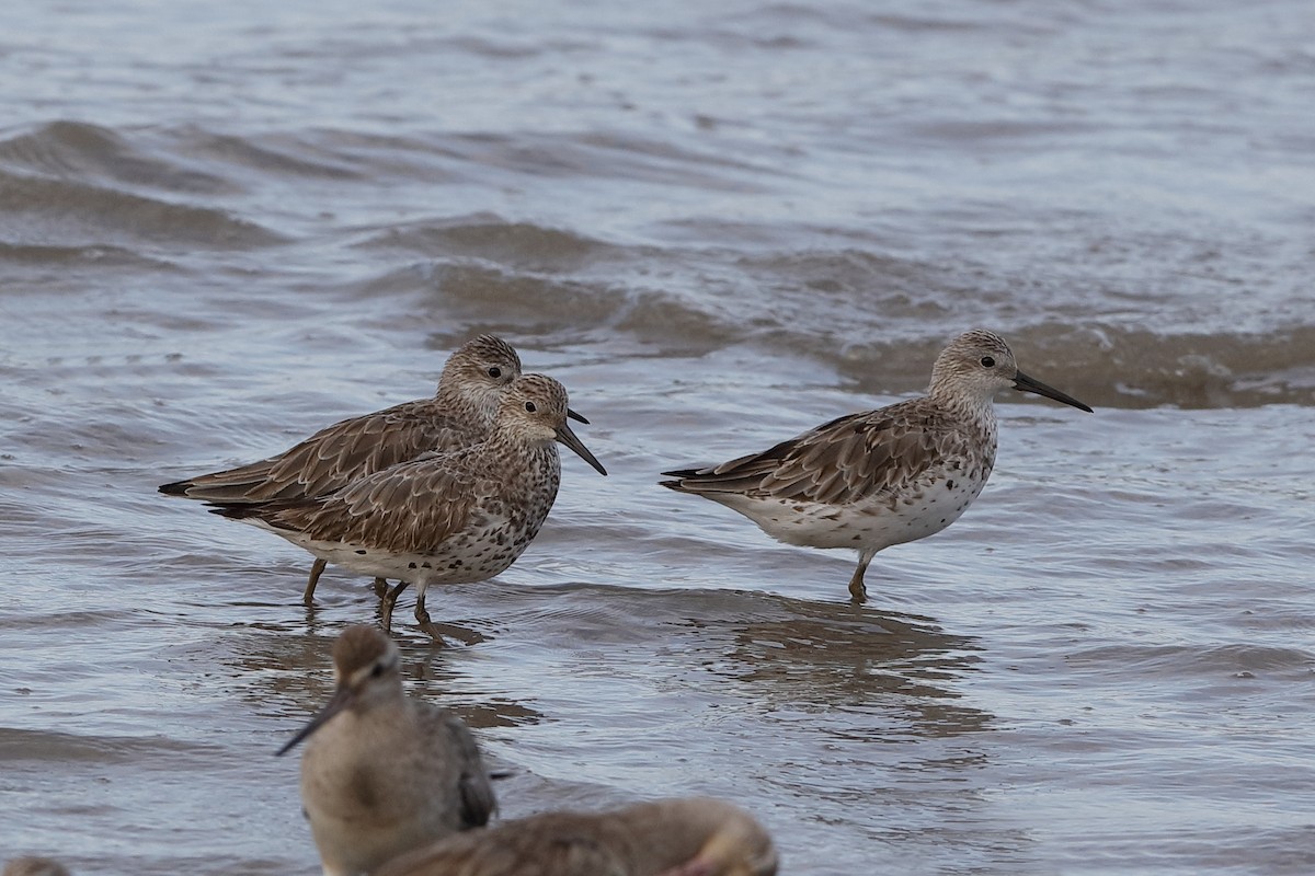 Great Knot - ML204281511