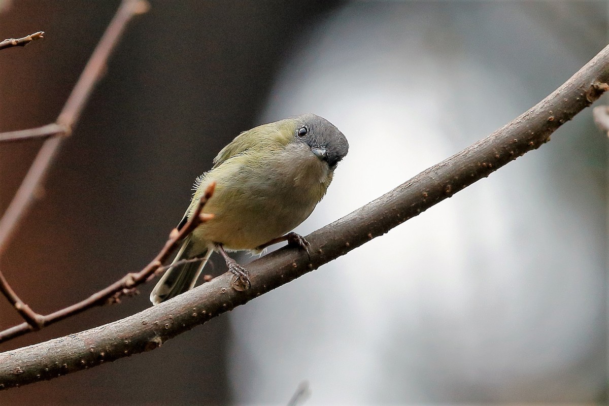 Green Shrike-Babbler (Black-crowned) - ML204281811
