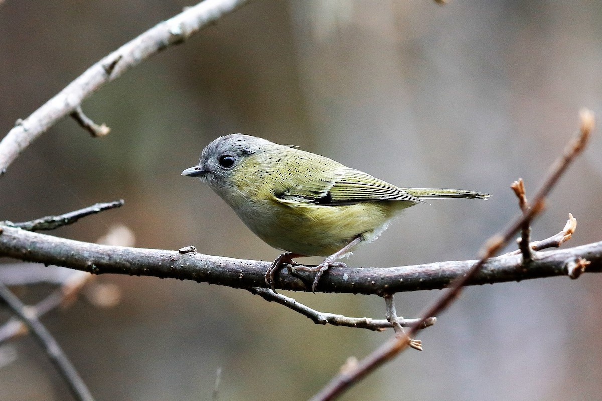 Green Shrike-Babbler (Black-crowned) - ML204281821