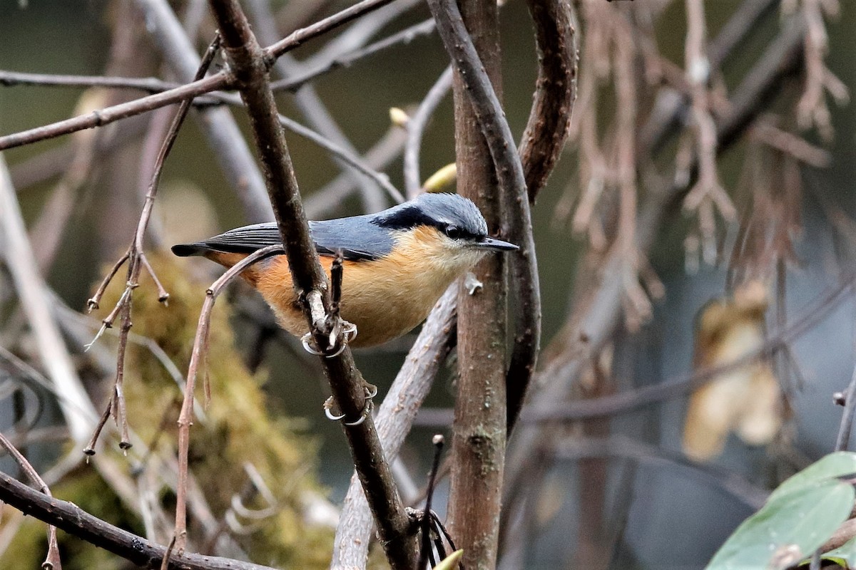 White-tailed Nuthatch - ML204281831
