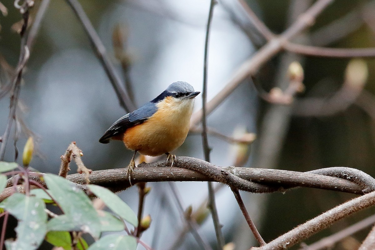 White-tailed Nuthatch - ML204281841