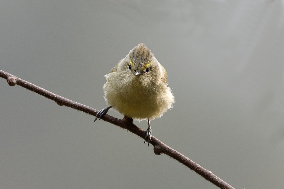 Yellow-browed Tit - ML204281851