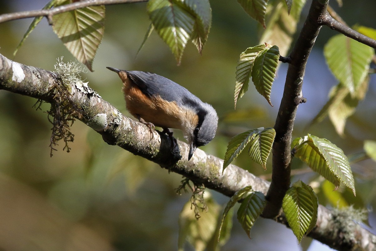 White-tailed Nuthatch - ML204282121