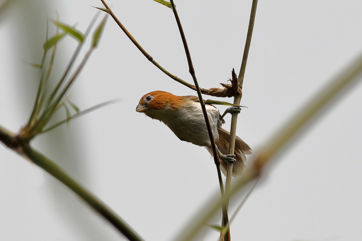 White-breasted Parrotbill - ML204282291