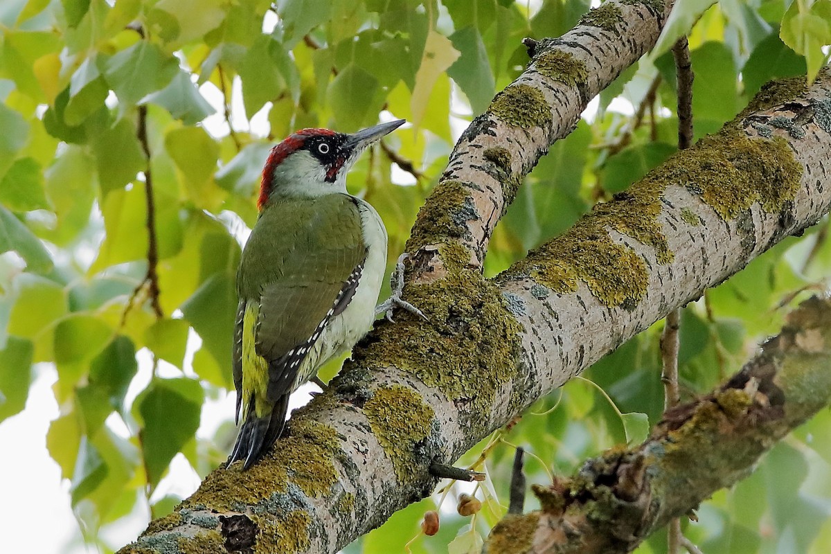 Eurasian Green Woodpecker (Eurasian) - Holger Teichmann