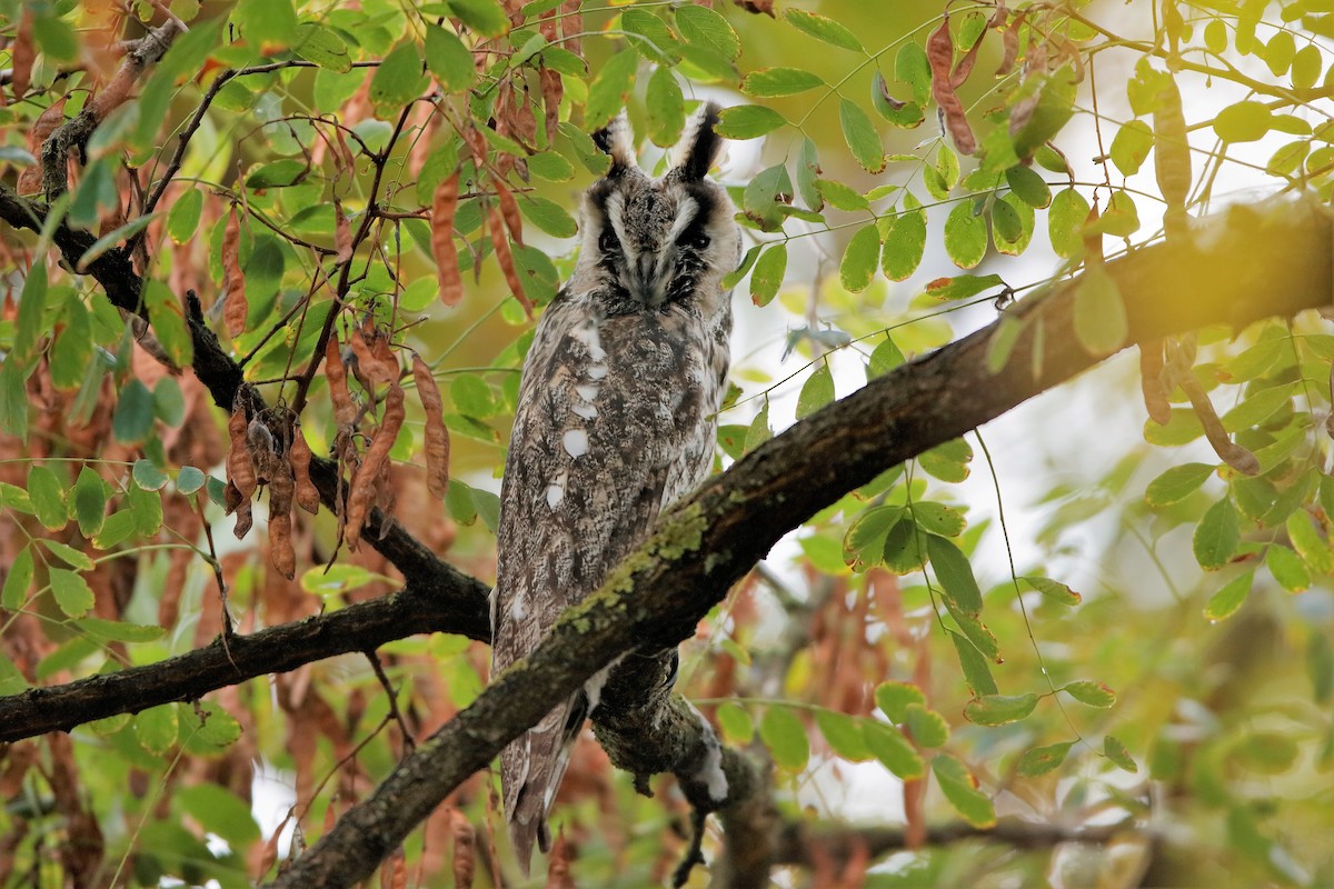 Long-eared Owl (Eurasian) - Holger Teichmann