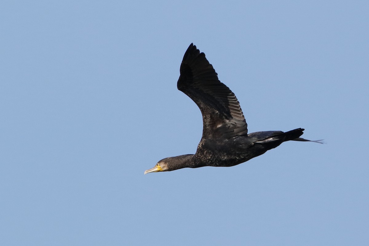 Great Cormorant (Eurasian) - Holger Teichmann