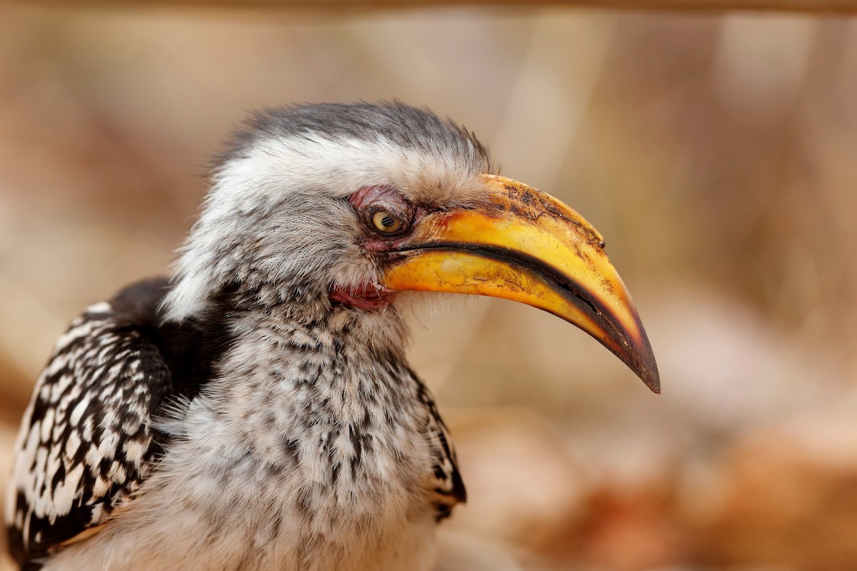 Southern Yellow-billed Hornbill - Holger Teichmann