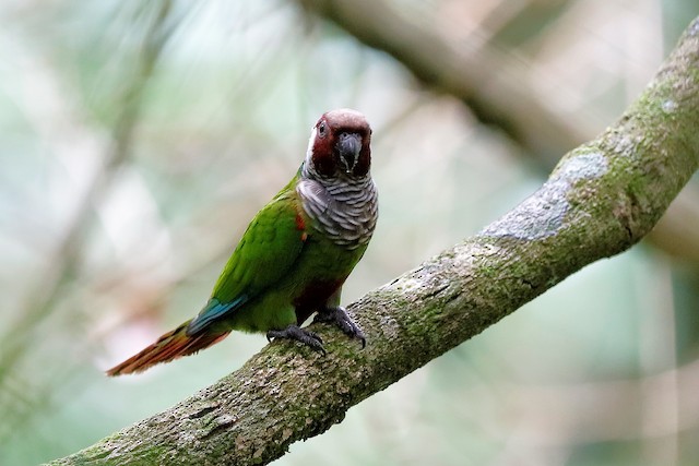 Grey breasted hot sale conure