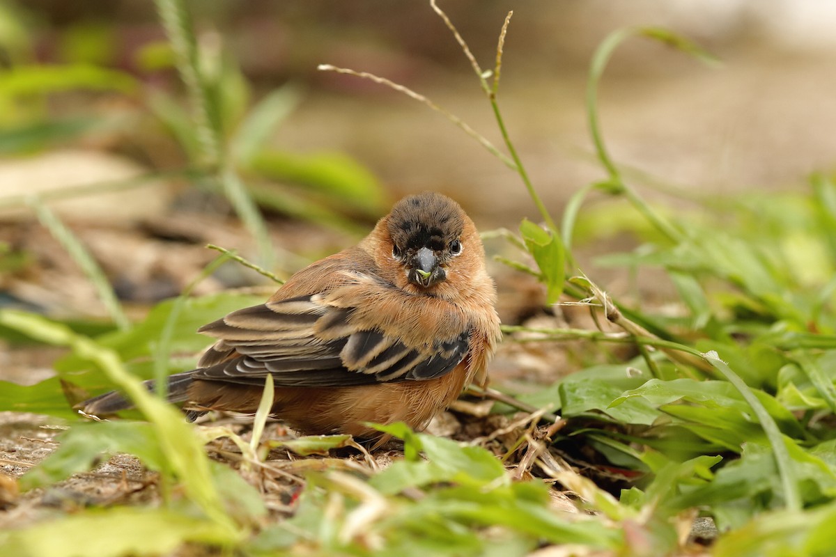 Copper Seedeater - ML204283081