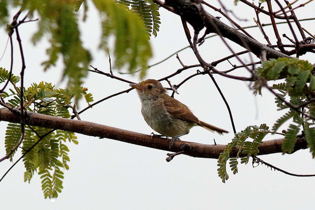 Fulvous-crowned Scrub-Tyrant - ML204283161