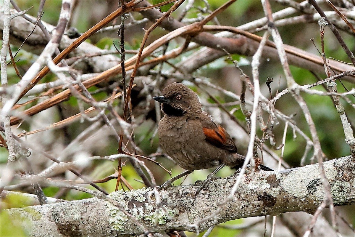 Red-shouldered Spinetail - ML204283201
