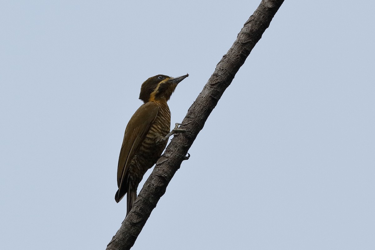 Golden-green Woodpecker - ML204283251