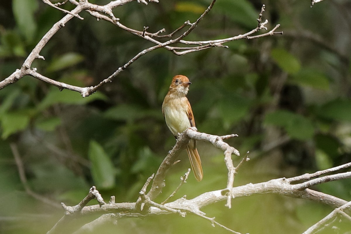 Ash-throated Casiornis - ML204283371
