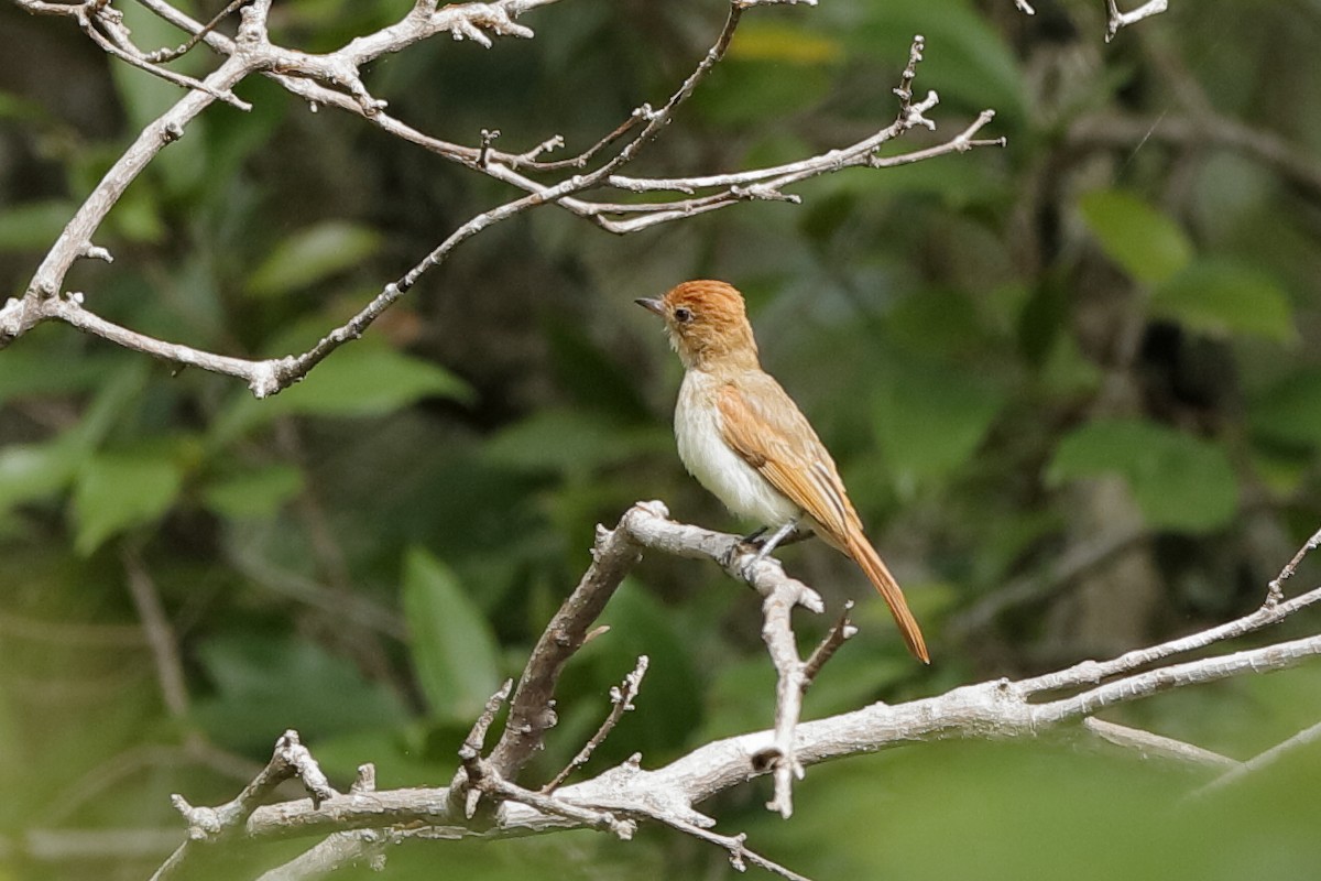 Ash-throated Casiornis - ML204283381
