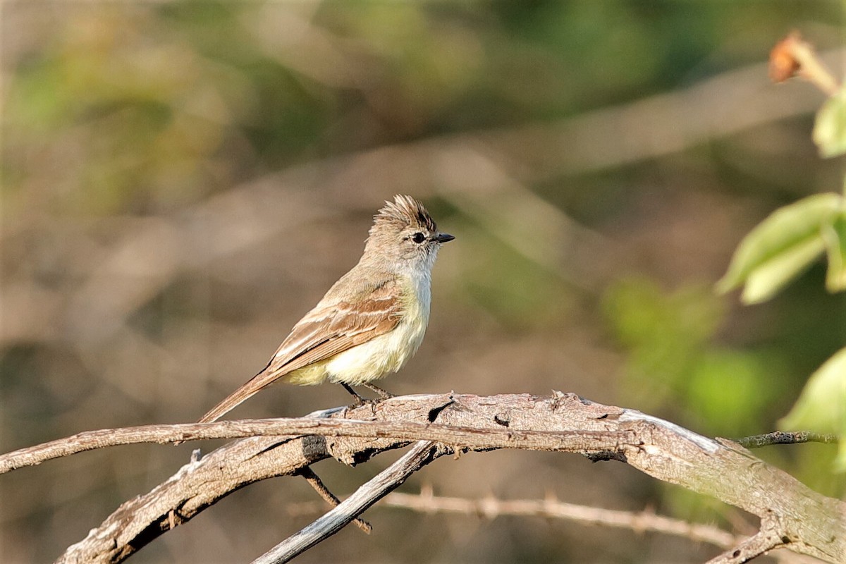 Southern Mouse-colored Tyrannulet - ML204283411