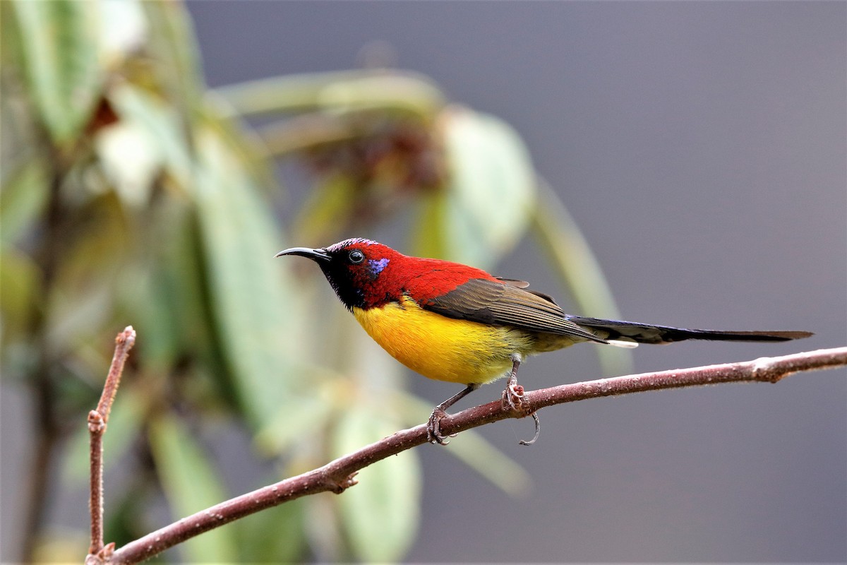 Mrs. Gould's Sunbird (Yellow-breasted) - Holger Teichmann