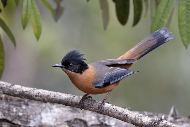 Rufous Sibia - eBird