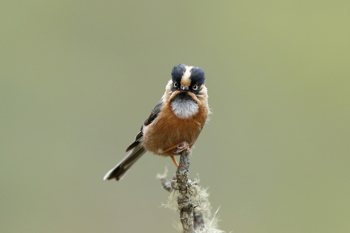 Black-browed Tit (Rufous-fronted) - ML204284401