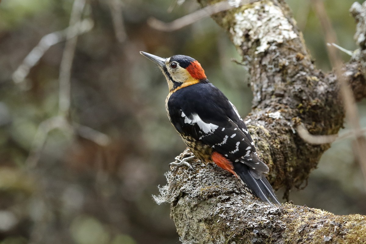 Darjeeling Woodpecker - ML204284431