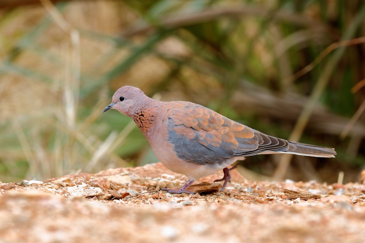 Laughing Dove - ML204284471