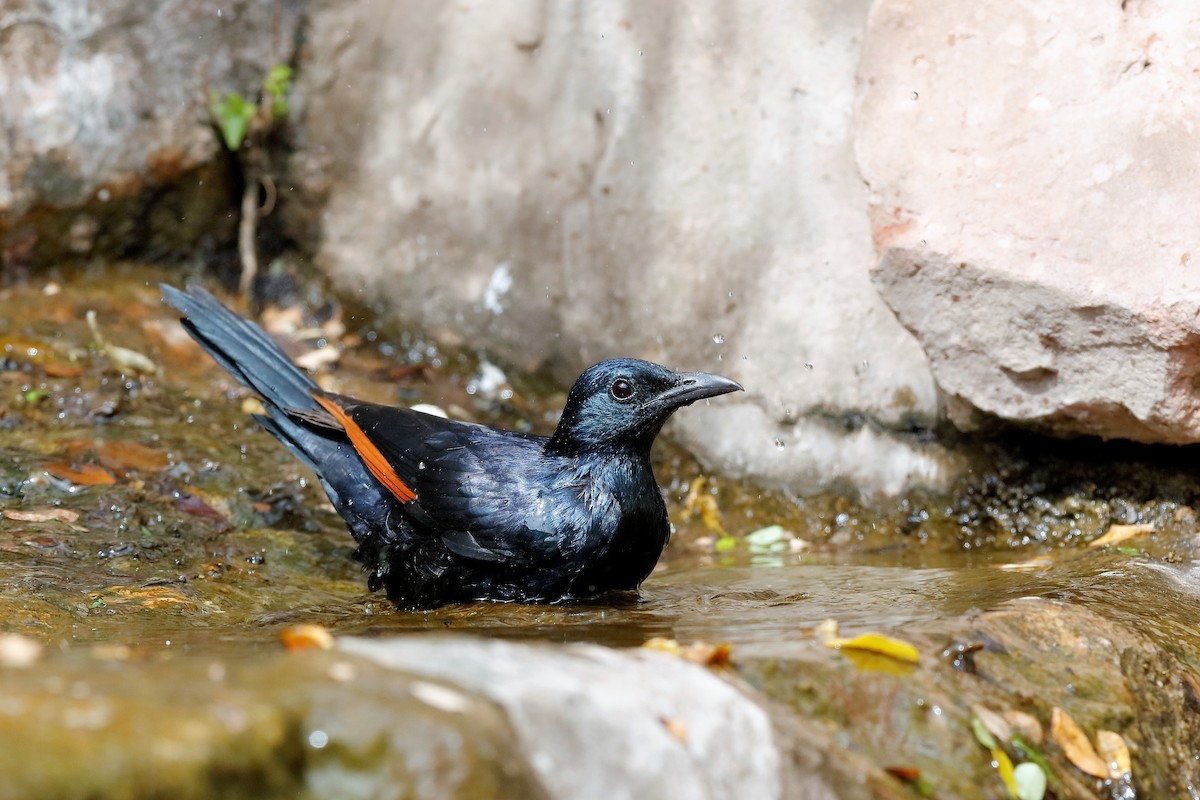 Red-winged Starling - ML204284551