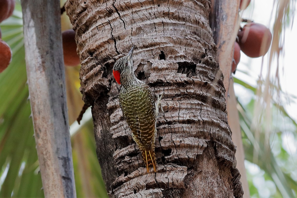 Golden-tailed Woodpecker (Golden-tailed) - Holger Teichmann